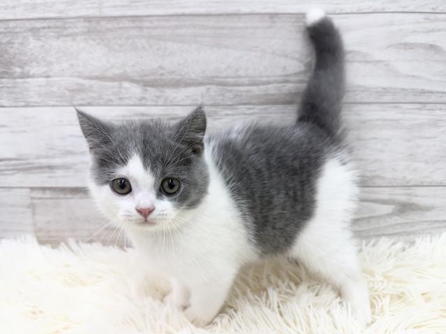 ブリティッシュショートヘア