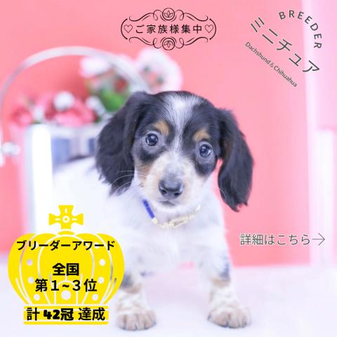 ミニチュアダックスフンド ロング