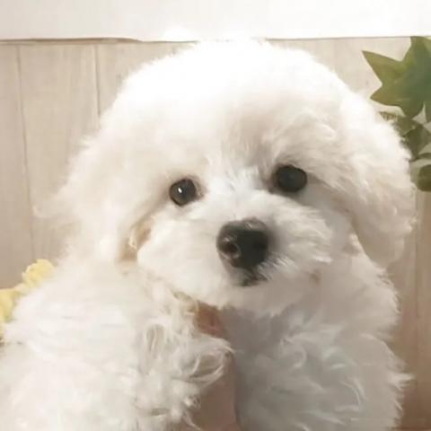 ビションフリーゼ