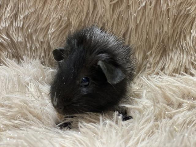 アビシニアンモルモット