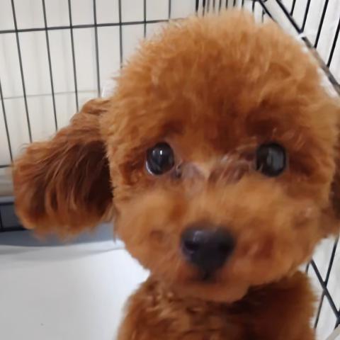 トイプードル