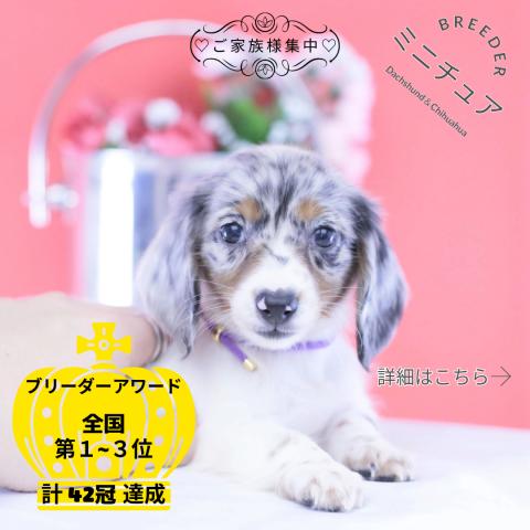 ミニチュアダックスフンド ロング
