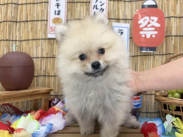 ポメラニアン