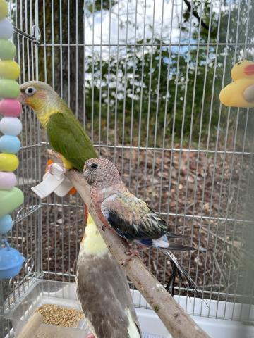 アキクサインコ