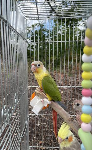 パイナップルウロコインコ