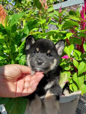 柴犬