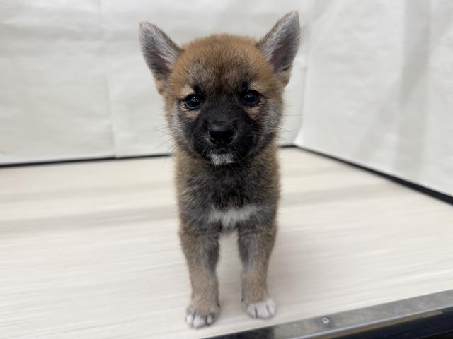 柴犬