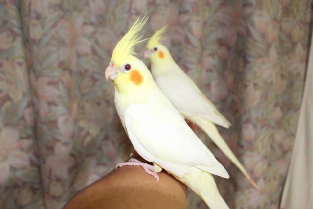 オカメルチノー手乗り