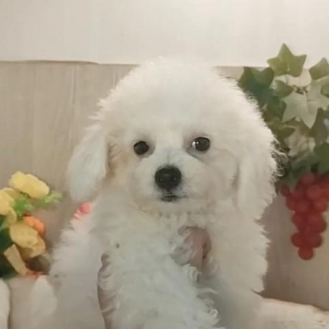 ビションフリーゼ