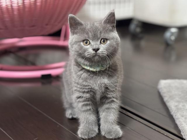 ブリティッシュショートヘア