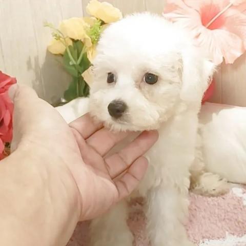 ビションフリーゼ