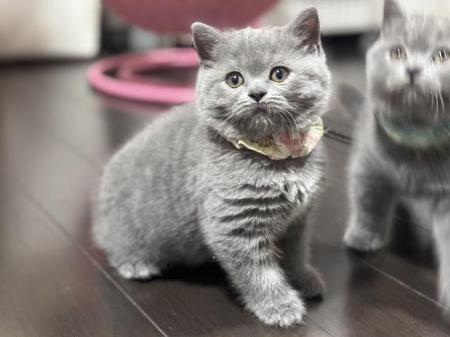 ブリティッシュショートヘア