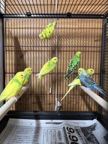 セキセイインコ
