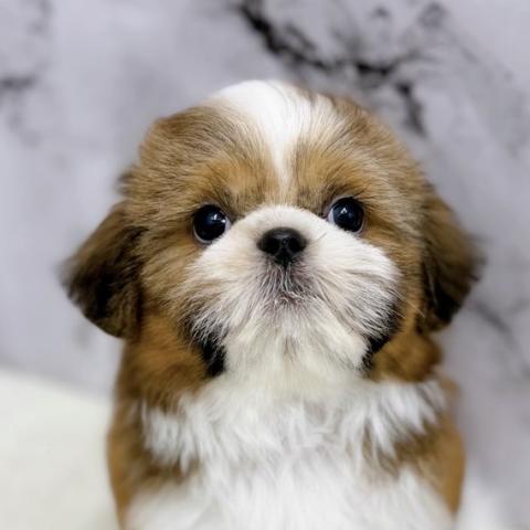 シーズー【8/15お写真、動画更新!】丸顔クマちゃんタイプのシーズーくん!ムチムチフクフク感がたまらない♡