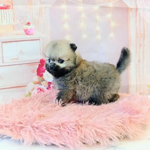 ポメラニアンの写真3