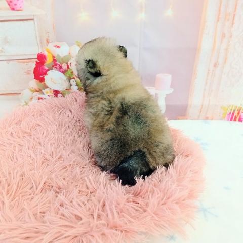 ポメラニアンの写真5