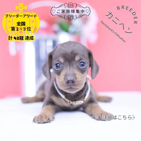 カニヘンダックスフンド スムース