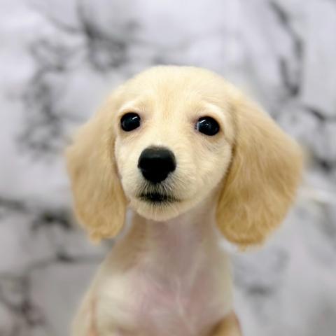 ミニチュアダックスフンド【8/16お写真、動画更新！】とっても綺麗な毛色のダックスちゃん♡人気のクリームカラーです！