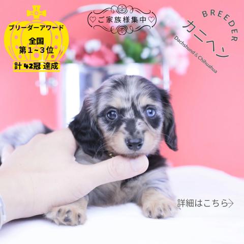 カニヘンダックスフンド ロング