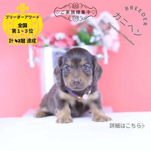 カニヘンダックスフンド　ロング