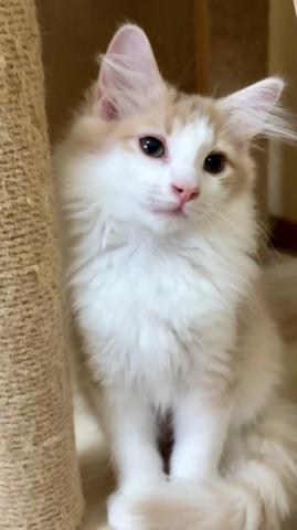 ノルウェージャンフォレストキャット