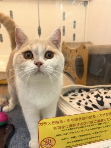 ブリティッシュショートヘア