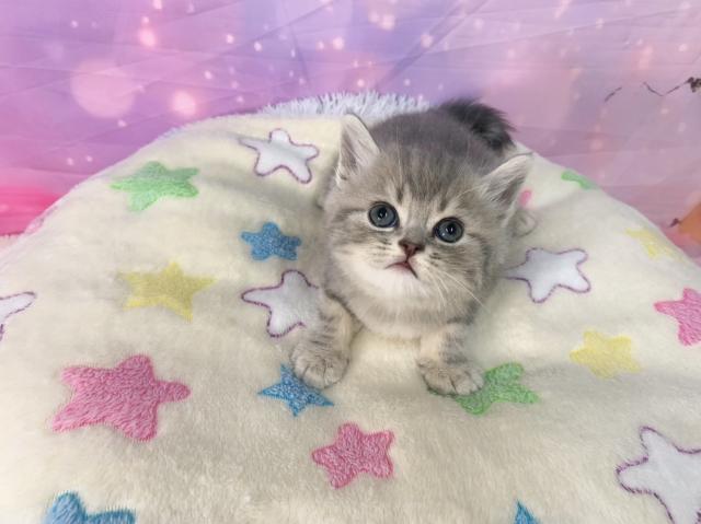 スコティッシュフォールドの写真2