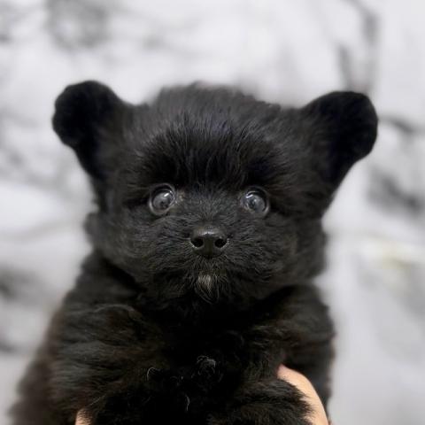 MIXポメラニアン×トイプードル【動画あり】クマっぽいまっくろ毛並みで可愛らしいポメプーくん