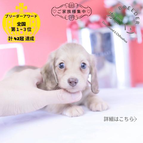 カニヘンダックスフンド ロング