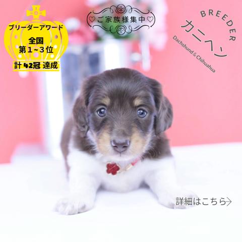 カニヘンダックスフンド　ロング