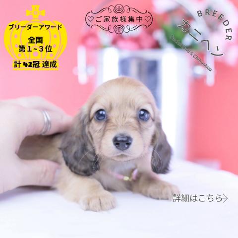 カニヘンダックスフンド ロング