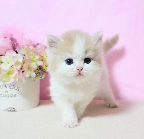 マンチカン