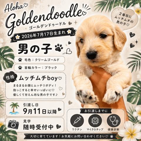 ゴールデンドゥードル