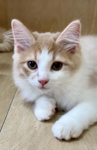 ノルウェージャンフォレストキャット