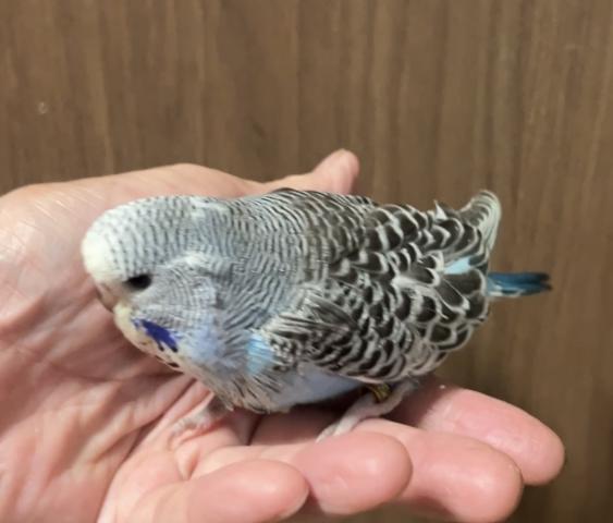 ジャンボセキセイインコ