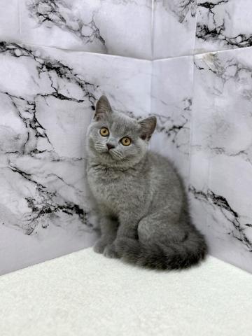 ブリティッシュショートヘア【8/16お写真、動画更新!】薄いブルーのカラーがおしゃれすぎる!!実際見たら美しさに感動します‼️の写真5