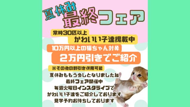 キャッテリーＶＩＶＩＴ