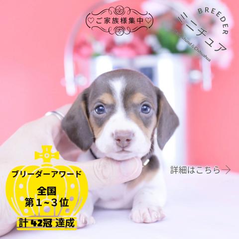 ミニチュアダックスフンド スムース