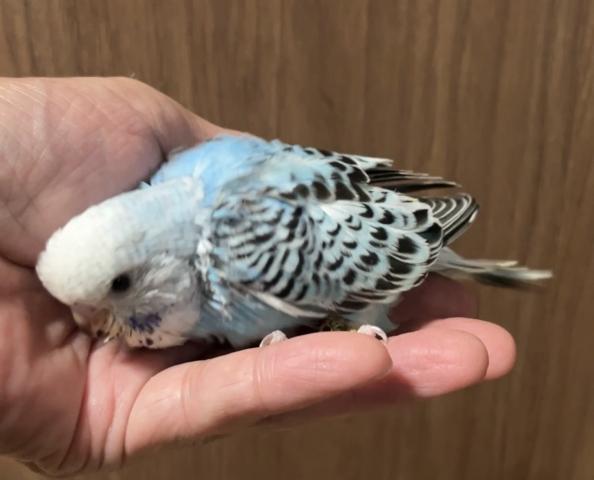ジャンボセキセイインコ