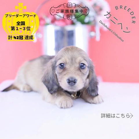 カニヘンダックスフンド ロング