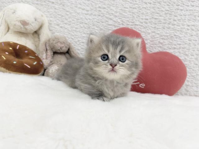 ミヌエット(旧ナポレオン)