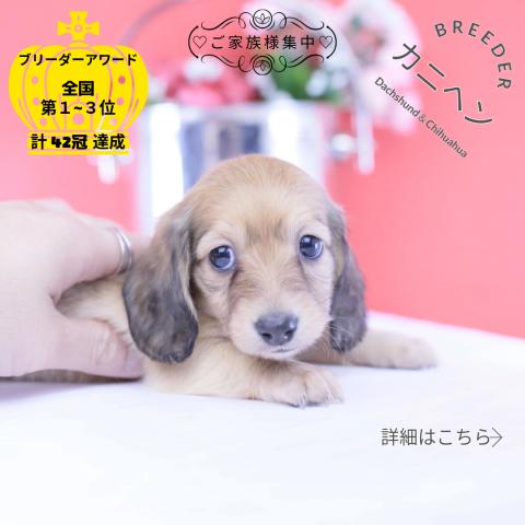 カニヘンダックスフンド ロング