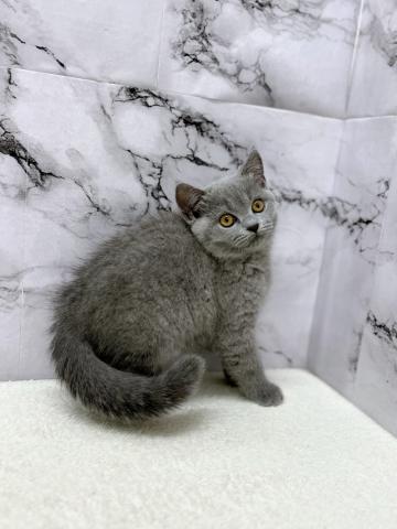 ブリティッシュショートヘア【8/16お写真、動画更新!】薄いブルーのカラーがおしゃれすぎる!!実際見たら美しさに感動します‼️の写真6