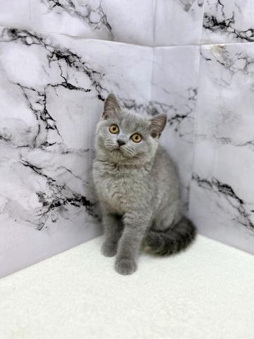 ブリティッシュショートヘア【8/16お写真、動画更新!】薄いブルーのカラーがおしゃれすぎる!!実際見たら美しさに感動します‼️の写真4