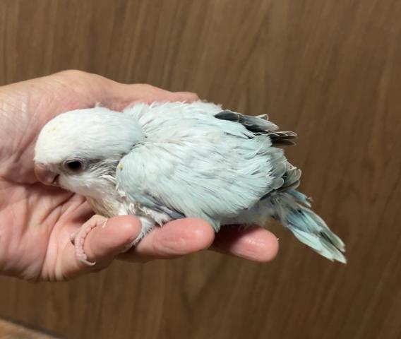 オキナインコ ブルースノーホワイト
