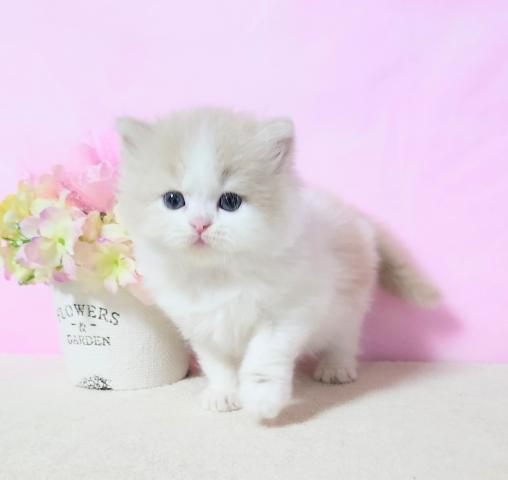 マンチカン