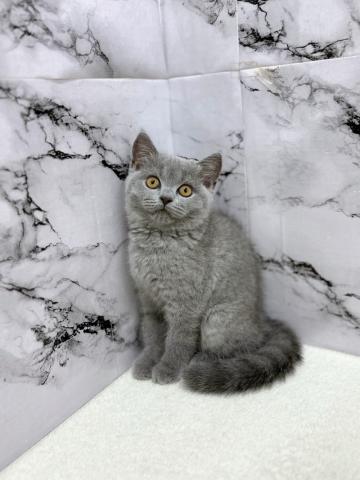 ブリティッシュショートヘア【8/16お写真、動画更新!】薄いブルーのカラーがおしゃれすぎる!!実際見たら美しさに感動します‼️の写真3
