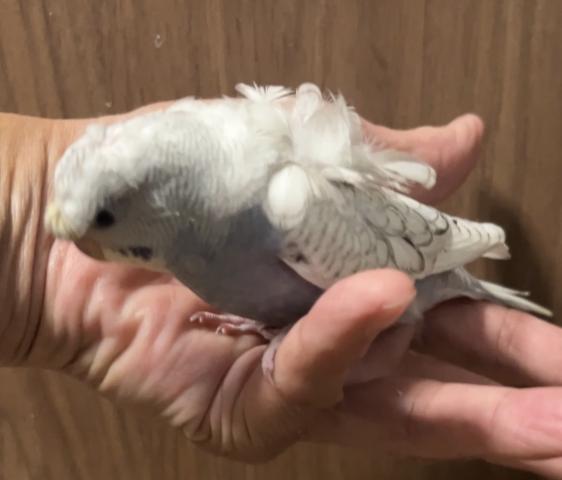 羽衣セキセイインコ