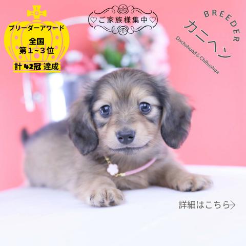 カニヘンダックスフンド　ロング