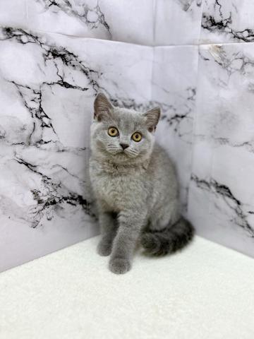 ブリティッシュショートヘア【8/16お写真、動画更新!】薄いブルーのカラーがおしゃれすぎる!!実際見たら美しさに感動します‼️の写真2